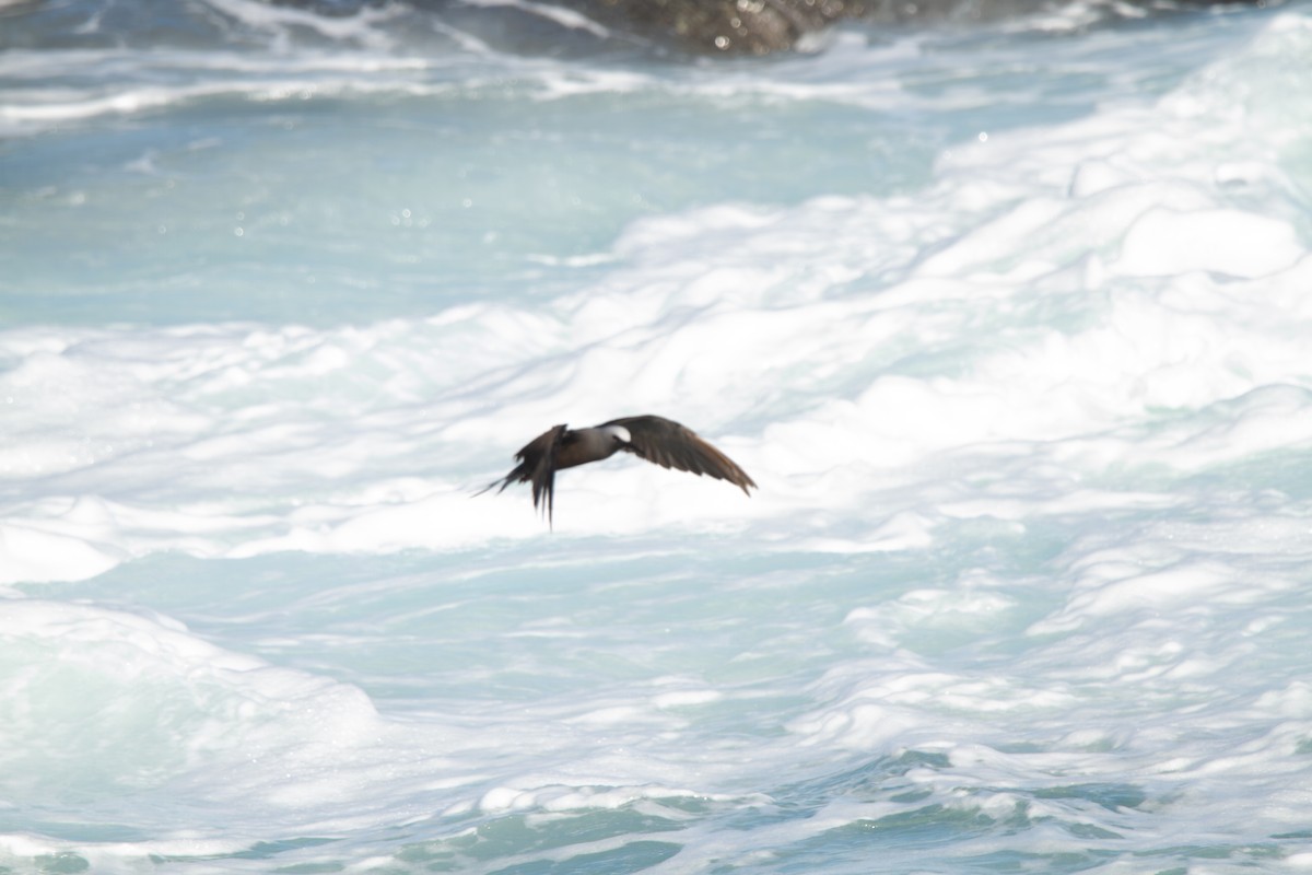 ヒメクロアジサシ（melanogenys） - ML644164985