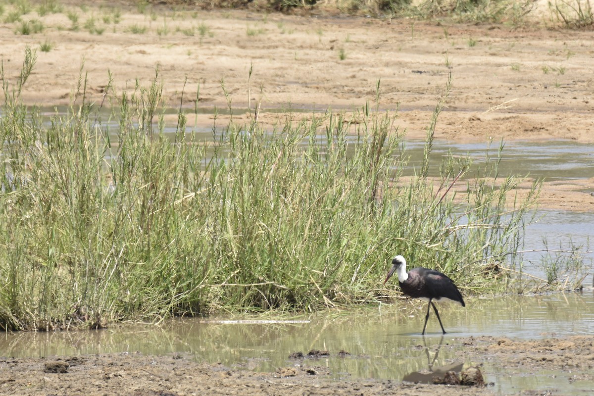 חסידה לבנת-גרון אפריקאית - ML644164986