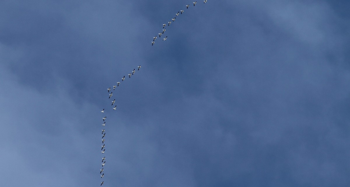 Цасны галуу - ML644165019