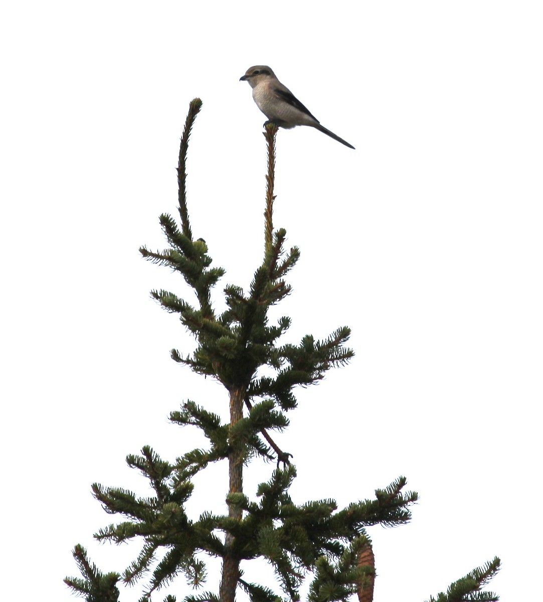 Умардын дунхай - ML644165031