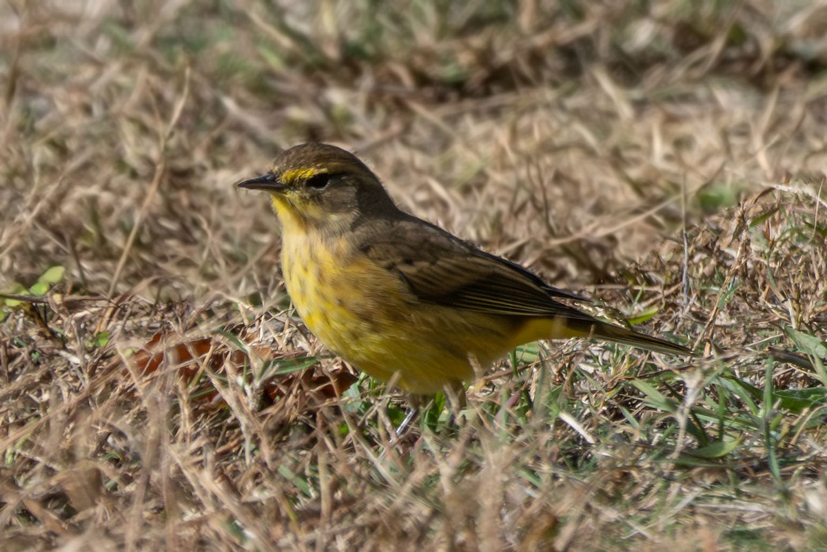 Palm Warbler - ML644165053