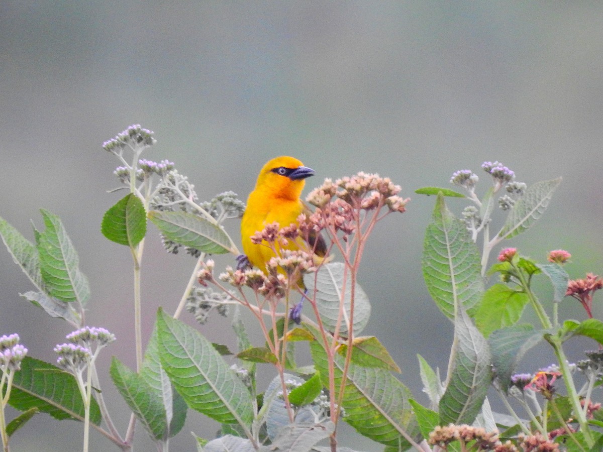 Spectacled Weaver - ML644165084