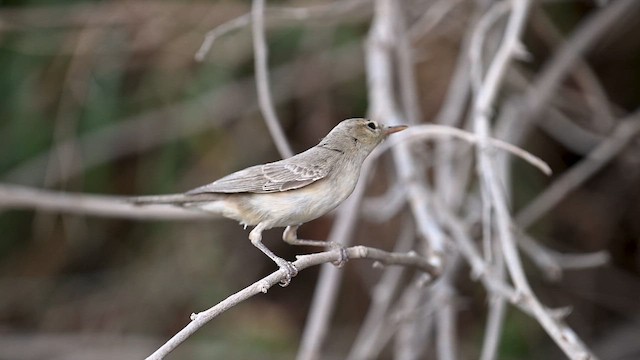 שיחנית קטנה - ML644165085