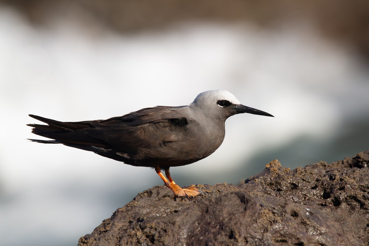 ヒメクロアジサシ（melanogenys） - ML644165089