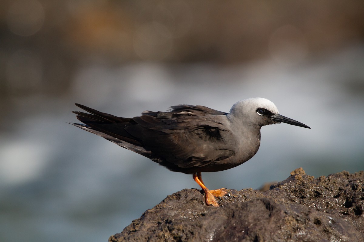 ヒメクロアジサシ（melanogenys） - ML644165091