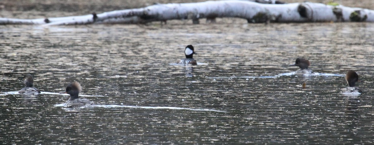 Hooded Merganser - ML644165093