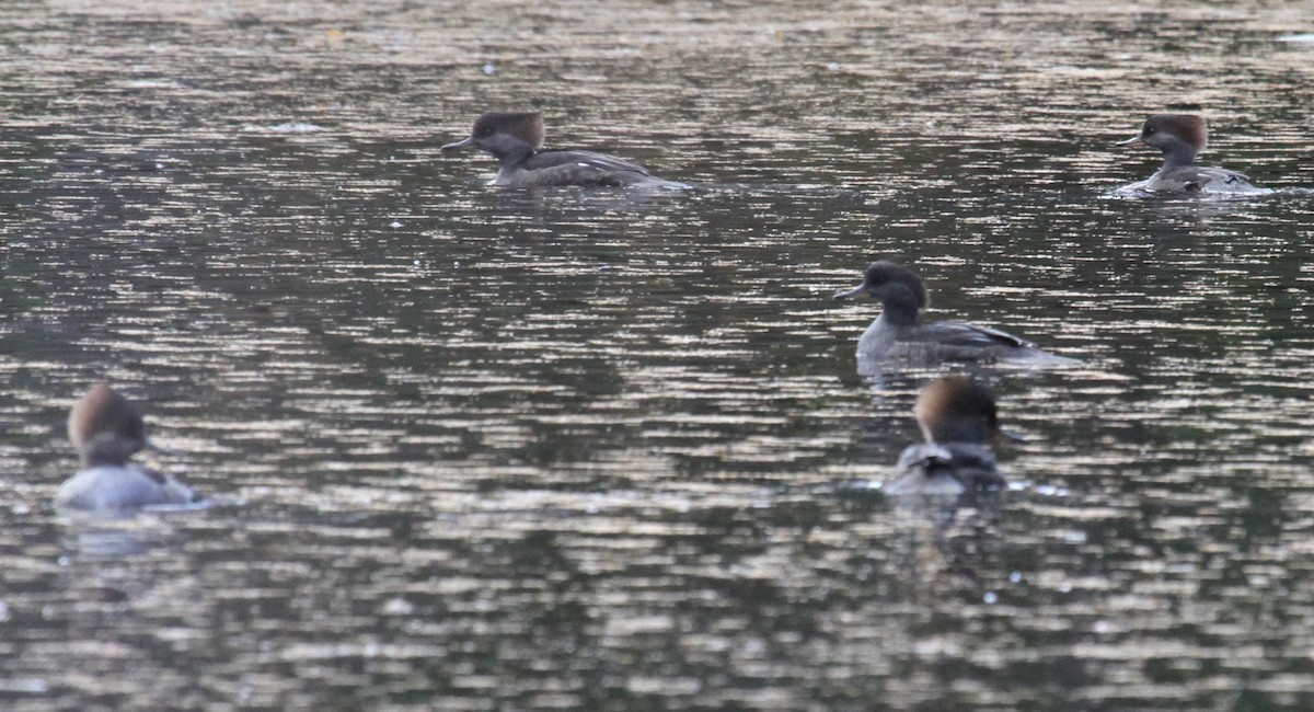 Hooded Merganser - ML644165094