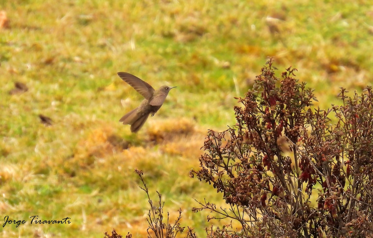 Olivaceous Thornbill - ML644165096