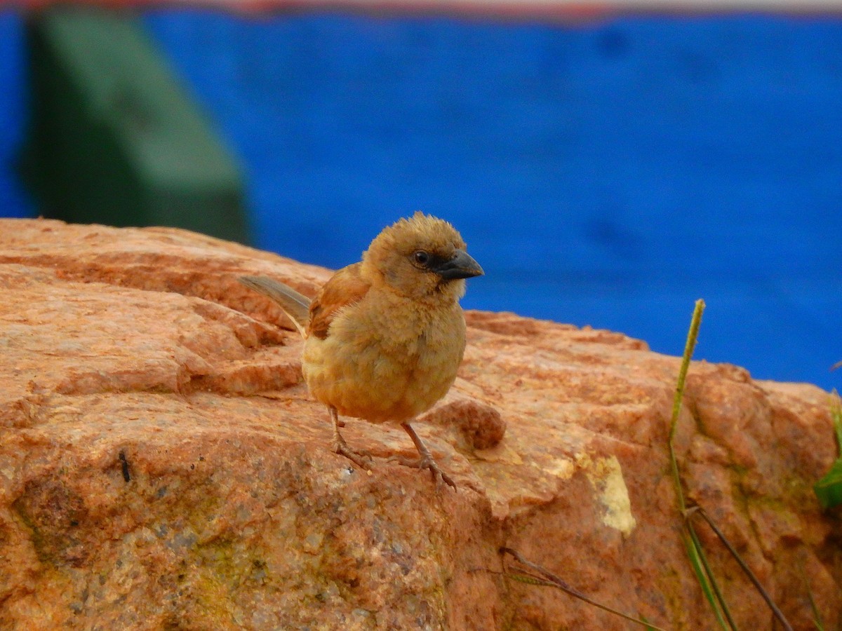 Northern Gray-headed Sparrow - ML644165098