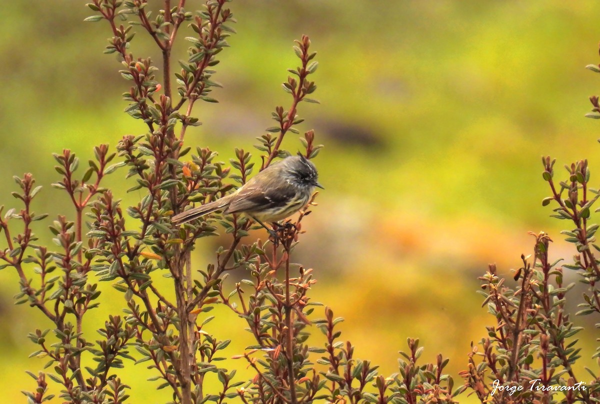 Tufted Tit-Tyrant - ML644165127