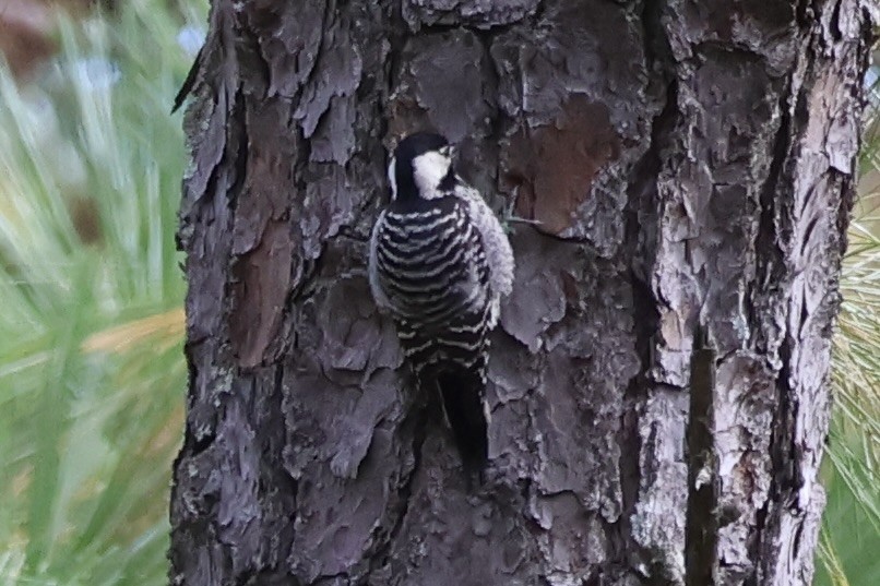 Red-cockaded Woodpecker - ML644165150