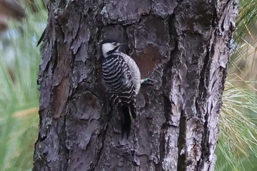 Red-cockaded Woodpecker - ML644165153