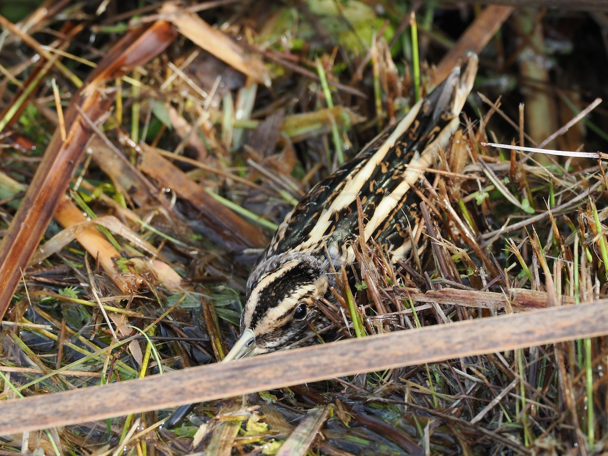 Frullino - ML644165162