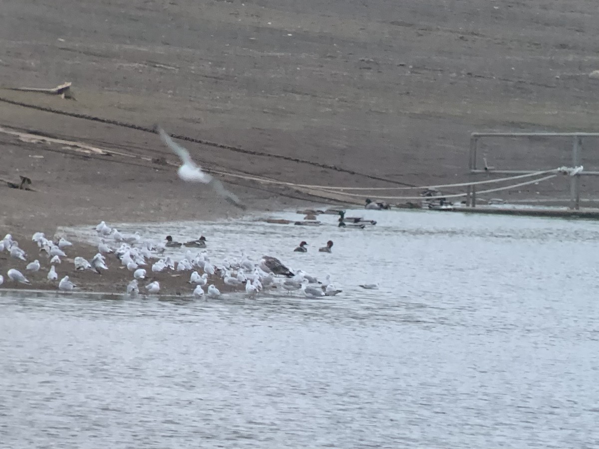 Common Merganser - ML644165163