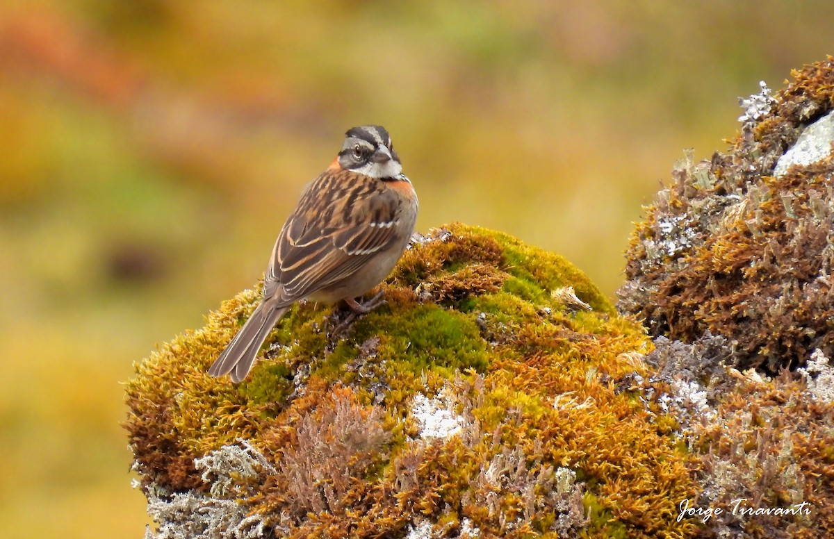Rufous-collared Sparrow - ML644165164