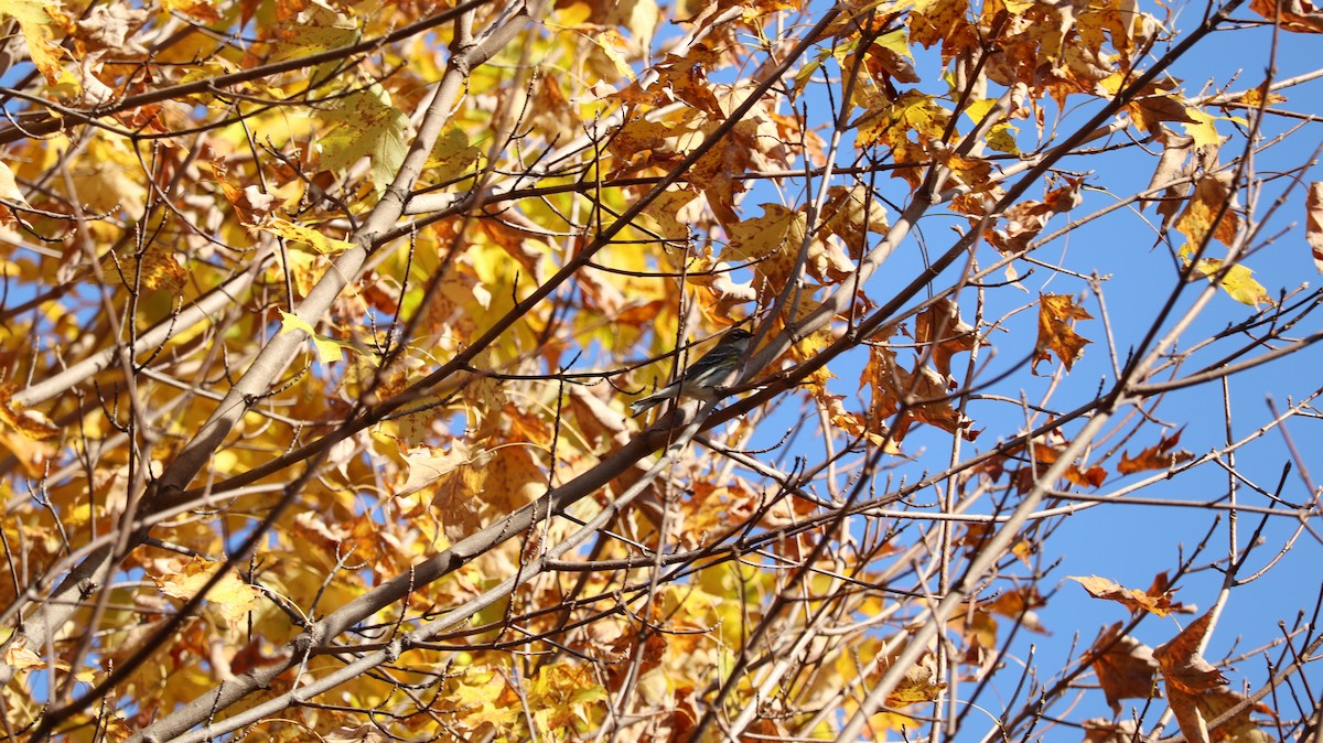 Yellow-rumped Warbler - ML644165165