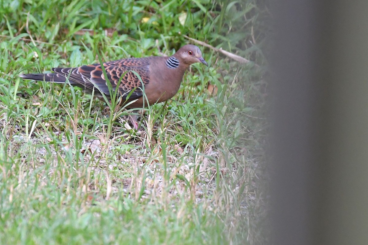 Oriental Turtle-Dove - ML644165166