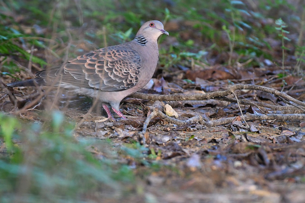 Oriental Turtle-Dove - ML644165167