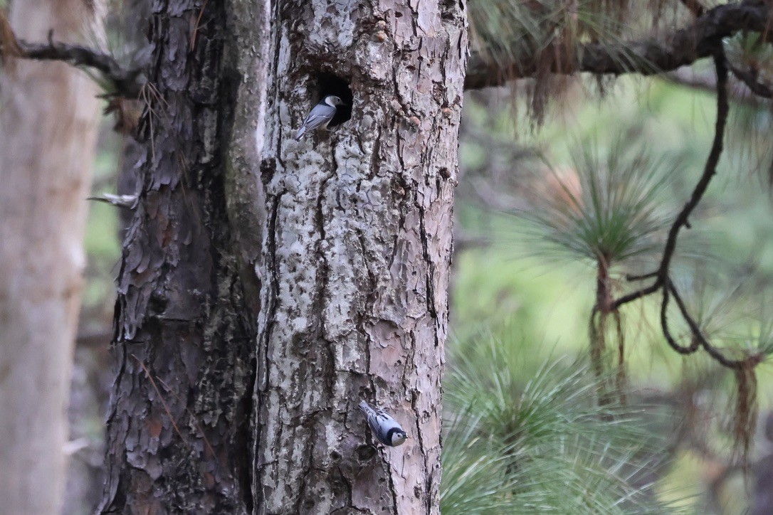 White-breasted Nuthatch - ML644165176