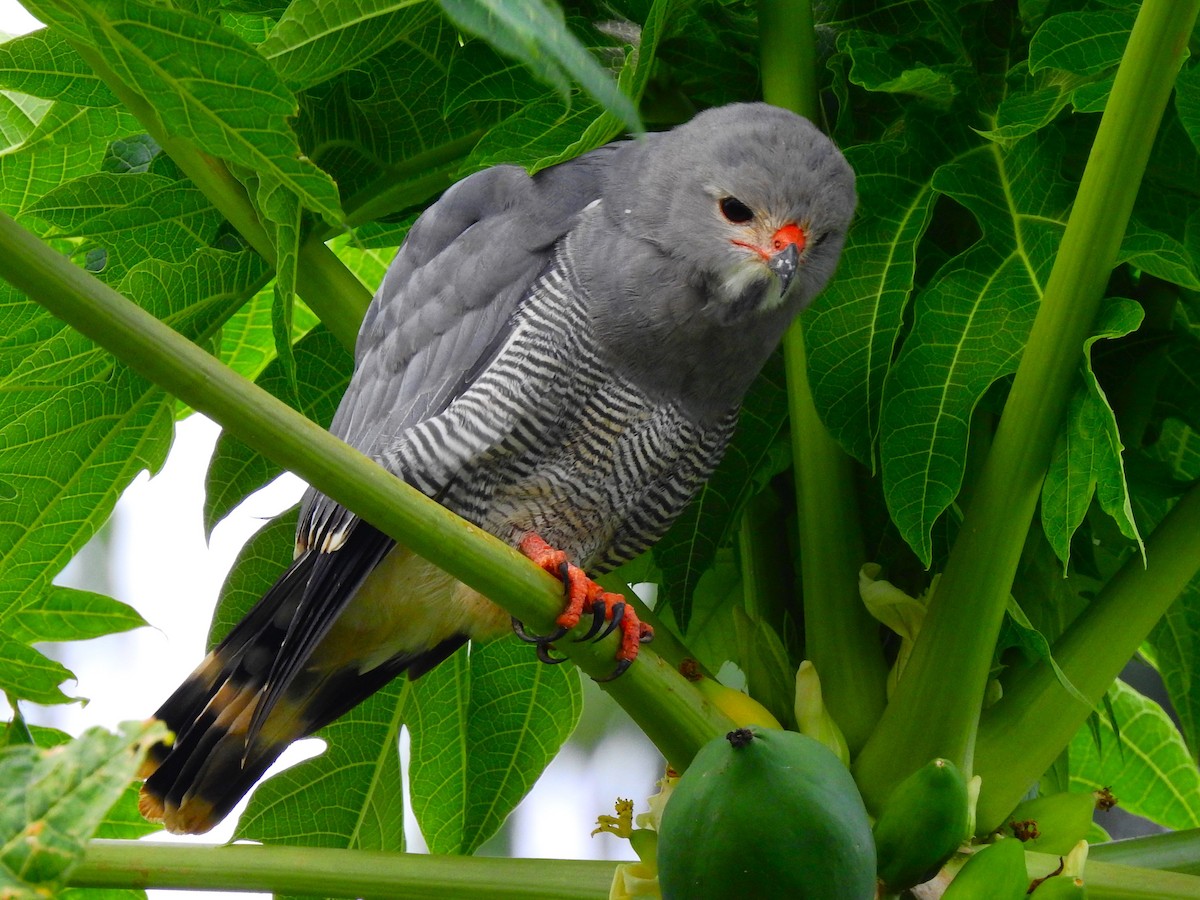 Lizard Buzzard - ML644165186