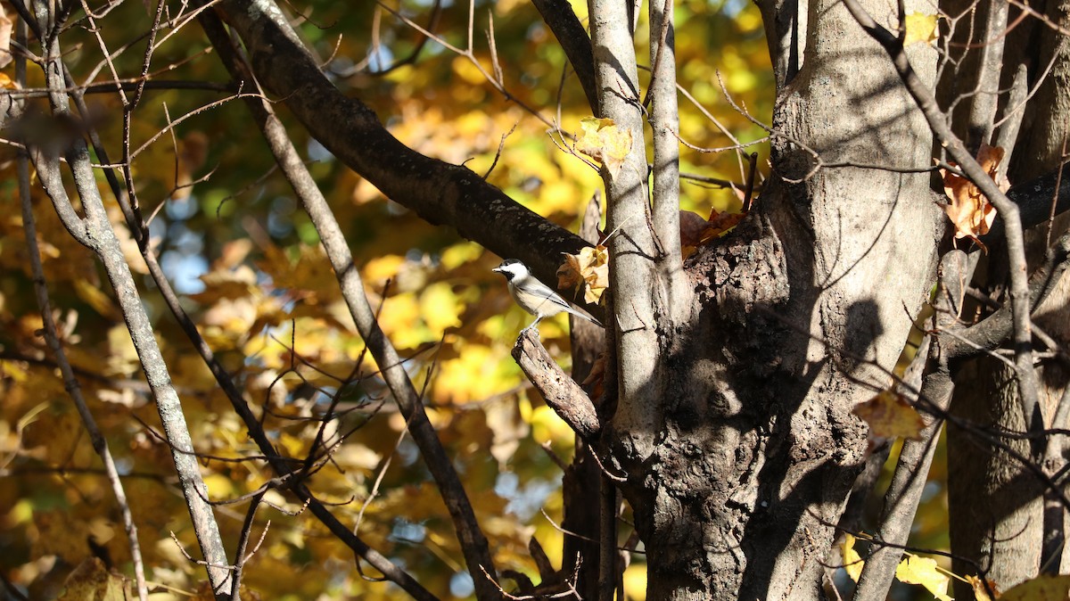 Black-capped Chickadee - ML644165188