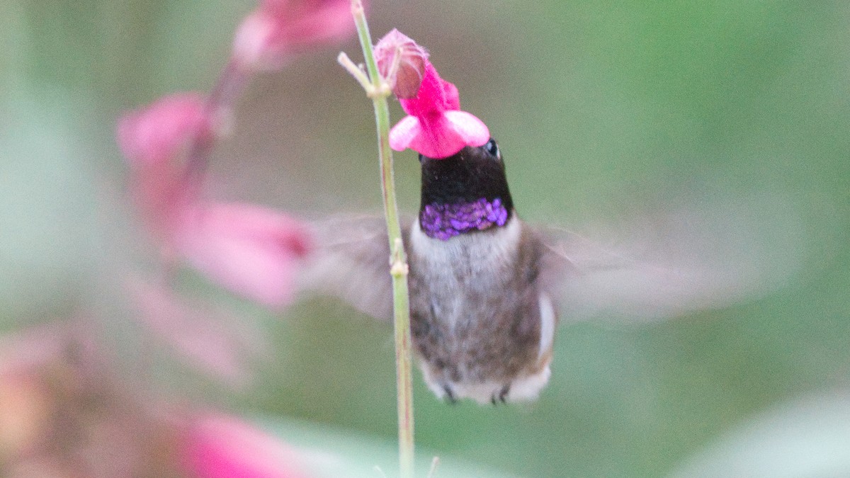 Black-chinned Hummingbird - ML644165202