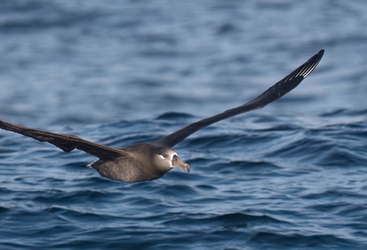 Black-footed Albatross - ML644165205