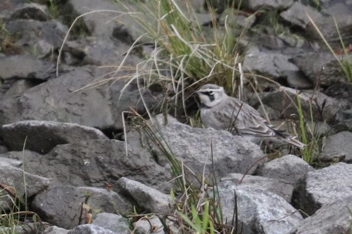 Horned Lark - ML644165208