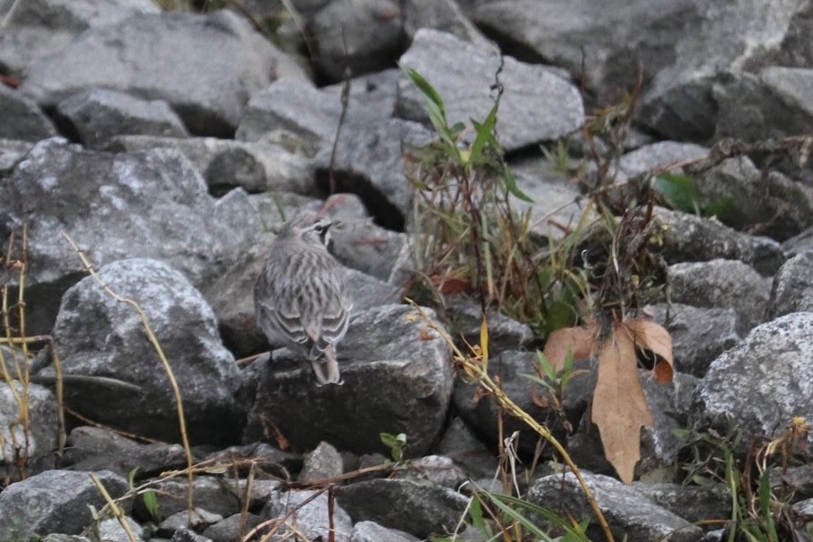Horned Lark - ML644165209