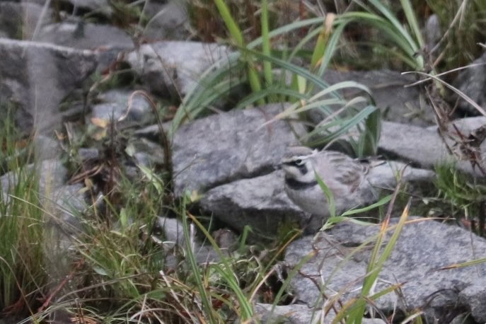 Horned Lark - ML644165210