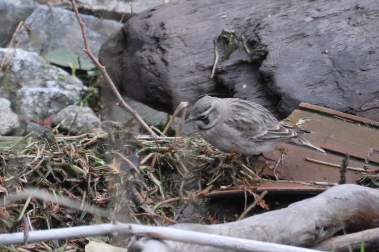 Horned Lark - ML644165211