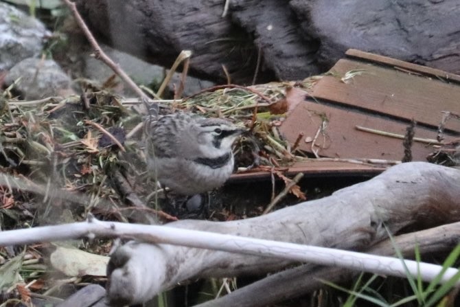 Horned Lark - ML644165212