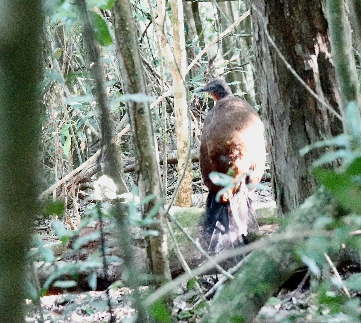 Albert's Lyrebird - ML644165219