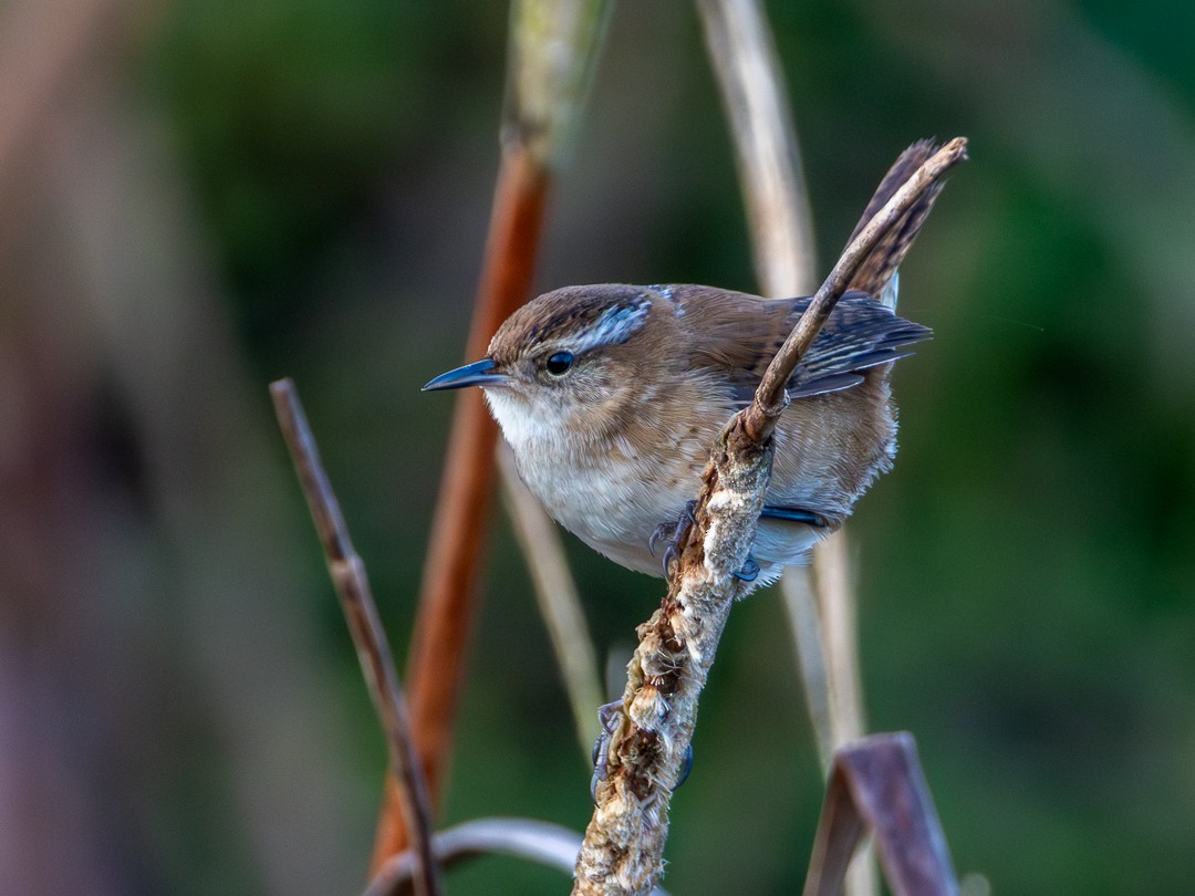 Marsh Wren - ML644165234