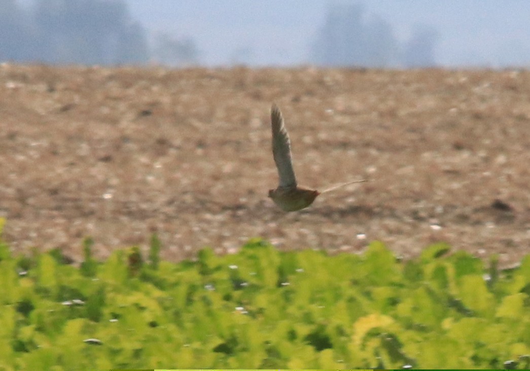 ヨーロッパウズラ - ML644165235