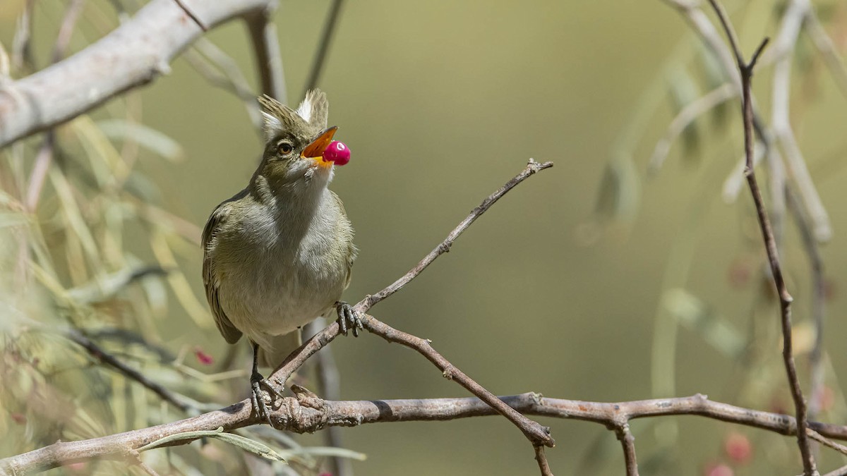 シラギクタイランチョウ - ML644165239