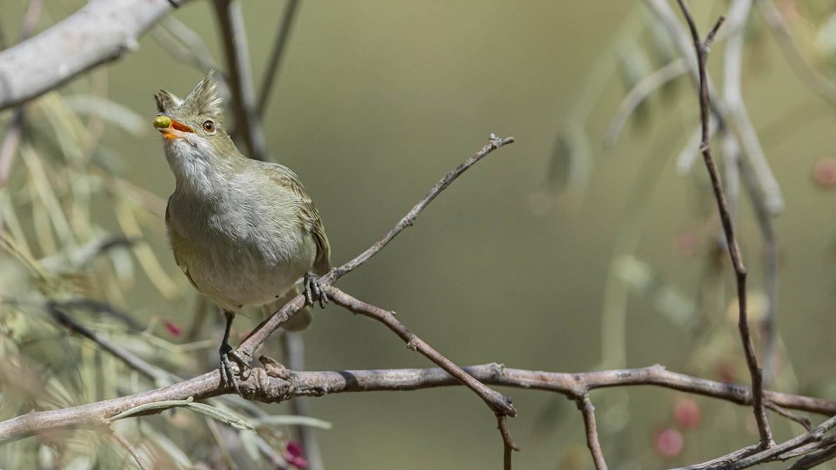 シラギクタイランチョウ - ML644165240