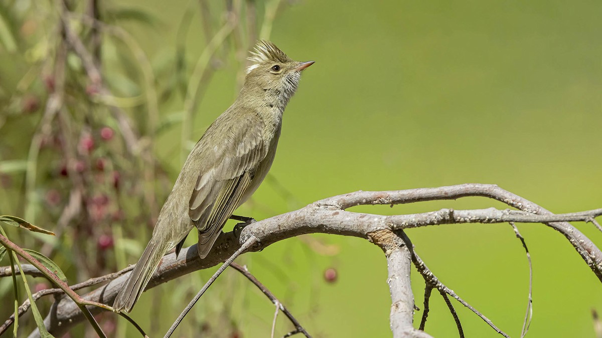 シラギクタイランチョウ - ML644165241