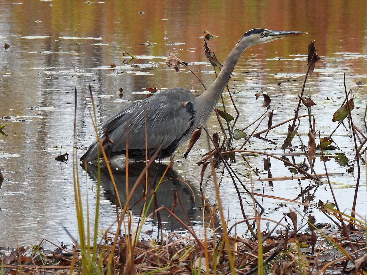 Great Blue Heron - ML644165243