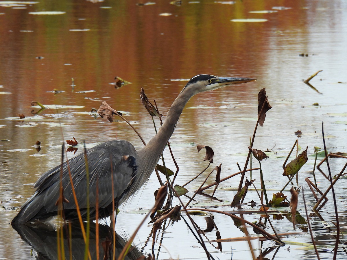 Great Blue Heron - ML644165244