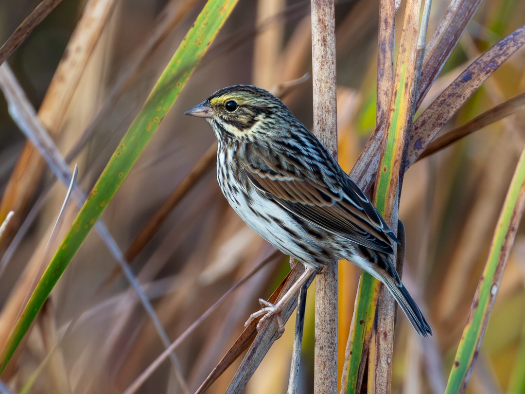 Savannah Sparrow - ML644165248