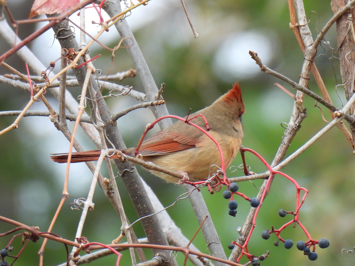 Northern Cardinal - ML644165253