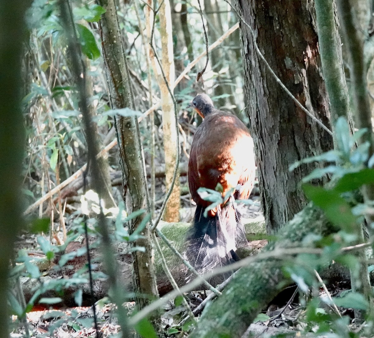 Albert's Lyrebird - ML644165256