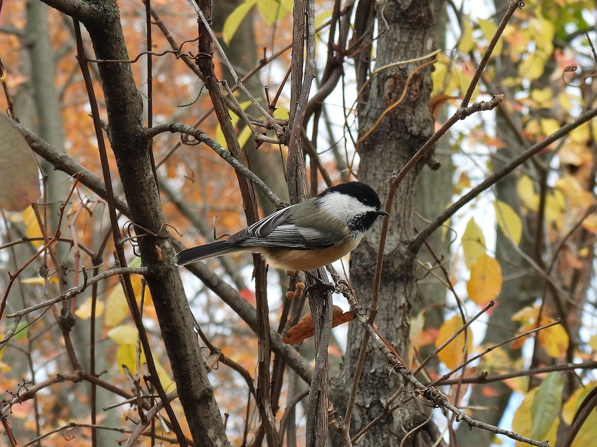 Black-capped Chickadee - ML644165275