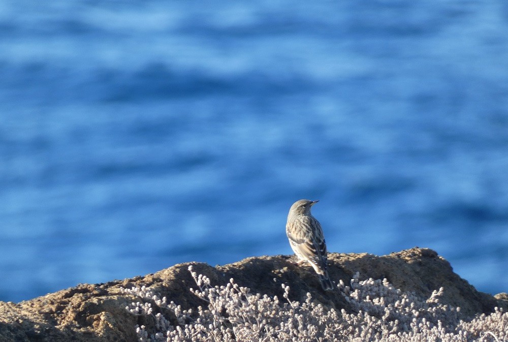 Alpine Accentor - ML644165300