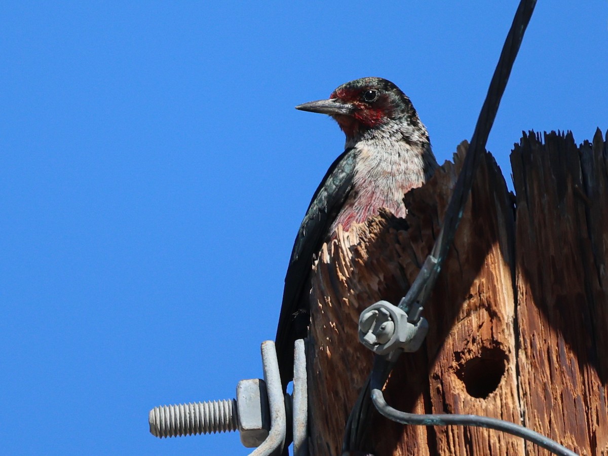 Lewis's Woodpecker - ML644165310