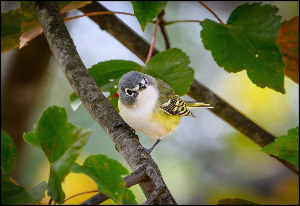 Blue-headed Vireo - ML644165322