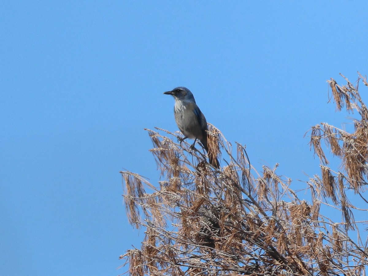 Woodhouse's Scrub-Jay - ML644165324