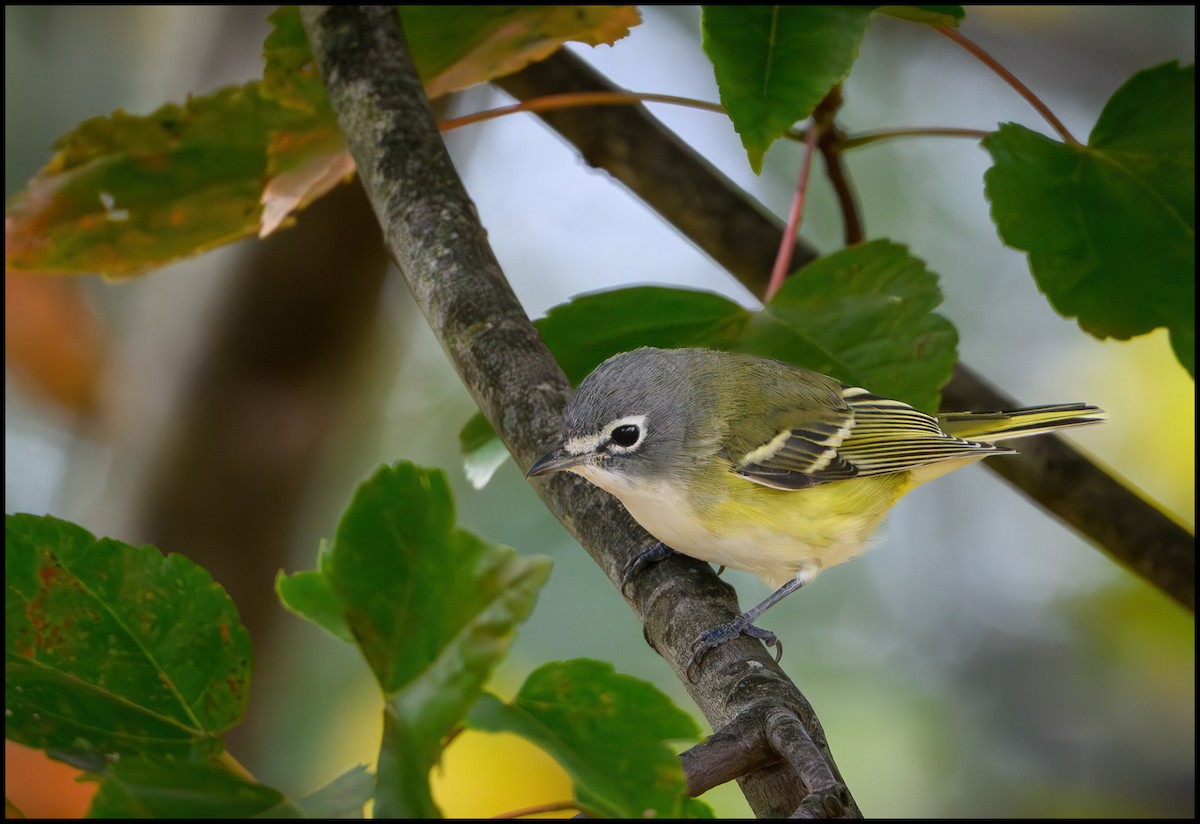 Blue-headed Vireo - ML644165329