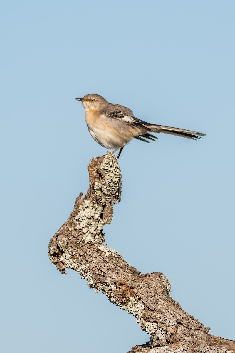 Northern Mockingbird - ML644165335